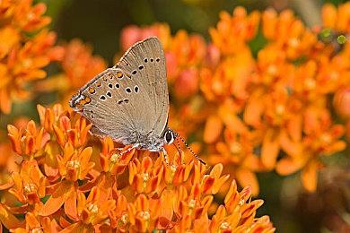 《终结者》宇宙生存游戏公布 前导预告公开、T800现身